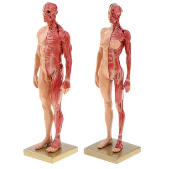 2 buc 30cm Bărbat Femeie Modelul Structurii Musculare Umane, Organe Anatomice Model pentru Școală Instrument de Predare Învățare Display Laborator Consumabile