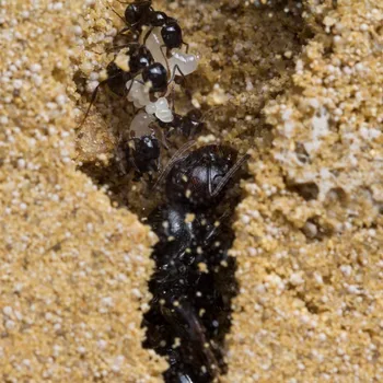 Nisip Ant Farm L, cu acces Gratuit la Furnici și Regina (Formicarium)