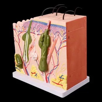 Un Model de Piele umană Bloc Extinsă de Plastic Anatomice Anatomie Instrument de Predare extinsă anatomice model