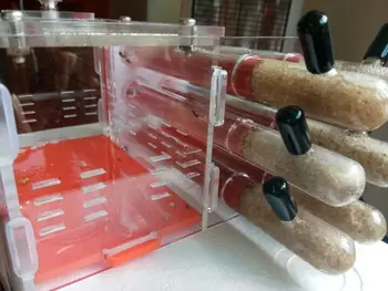 De lux Tub Simplu Cuib de Furnici Transparent Ant Casa Pentru Copii animale de Companie Acasă Utilizat de Copii de Dispozitiv Științific DIY Jucărie Ant Farm Villa Mușuroaie