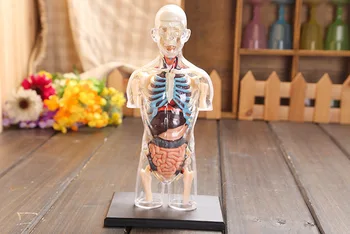 Transparent trunchiului uman Anatomia Umană modelul 4D bust masculin corpul de la cap musculo-anatomia științei model de transport gratuit