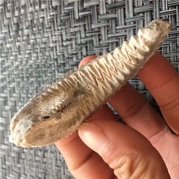 Madagascar naturale oyster fosili paleontologice predare taxidermie mâinile juca cu originalul piatră piatră ciudat
