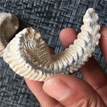 Madagascar naturale oyster fosili paleontologice predare taxidermie mâinile juca cu originalul piatră piatră ciudat
