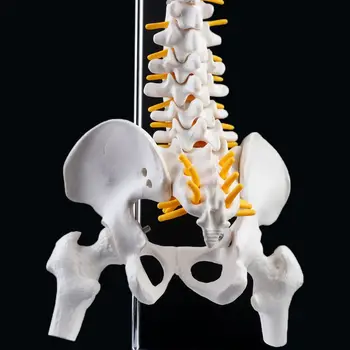 45cm Flexibil Umane Coloanei Vertebrale Lombare Curba Anatomice Model Anatomia coloanei Vertebrale Medical Instrument de Predare