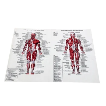 Umană Anatomie a Sistemului Muscular Poster cu Corpul Uman de Învățământ Medical Harta Tesatura Pânză de Perete Imagine 60*80cm