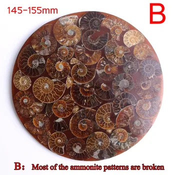 145-155mm Naturale Amonit Fosil Shell Placa Disc de Bază Ammonoidea Amonitas Vindecare Colecția de Decorațiuni interioare Cadou