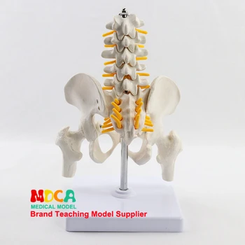 Reducerea omului.pelvis cu cinci vertebre lombare și femurală model Departamentul de ortopedie coloanei vertebrale model