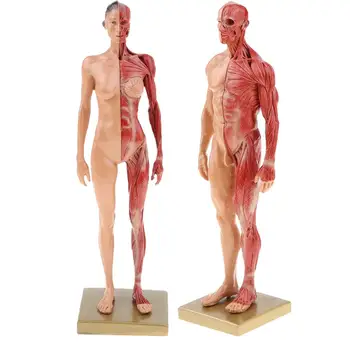2 buc 30cm Bărbat Femeie Modelul Structurii Musculare Umane, Organe Anatomice Model pentru Școală Instrument de Predare Învățare Display Laborator Consumabile