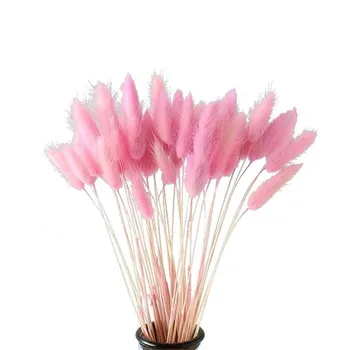 50 buc culoare roz uscate pampas flori de coada de iepure iarba buchete Lagurus Ovatus plante naturale acasă decor nunta buchete