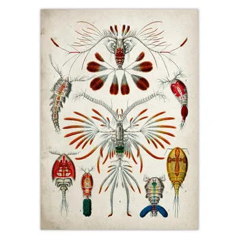 Creaturi Marine Epocă Poster Meduze, Corali, Alge Verzi Anemone De Mare Squirts Steaua De Mare Canvas Wall Art Print Panza Pictura