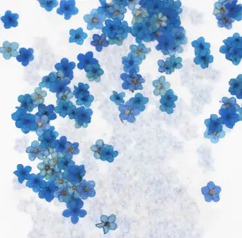 100buc Presate Uscat Vopsit Albastru Myosotis Sylvatica Forgetmenot Plante cu Flori Ierbar Pentru Bijuterii Cazul în care Telefonul Cadru a Face DIY