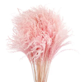 10buc decor Nunta alb roz iarbă de pampas naturale, uscate, phragmites flori decor acasă Naturale uscate buchet de flori uscate