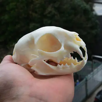 1buc Craniu de Animal specimen Taxidermie