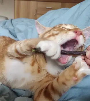 Catnip Naturale Stick Cat De Curățare Dinți Molar Pasta De Dinti Stick Actinidia Fructe Cat Gustări Bastoane Pisica Animale De Companie De Curățare