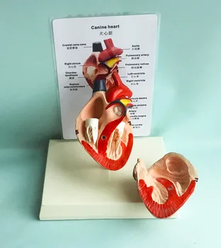 Inimă de cîine anatomie model canin pet ajutor în predare câine Sănătos inima model Cu instrucțiuni în limba Chineză și engleză