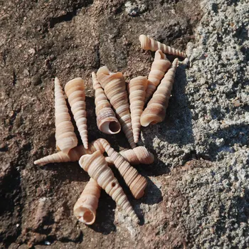 Turritella terebra Acvatice Decoratiuni Specimen Decor de Colectare de Cadouri DIY Shell
