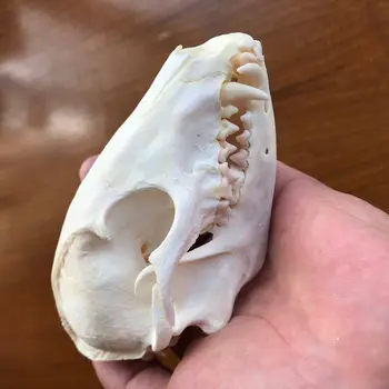 2 buc Enot Nyctereutes procyonoides Craniu taxidermie real scheletul osos decor de Crăciun cadouri/Real câine Enot craniu