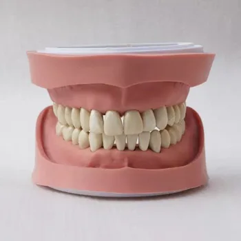 28pcs Dinte Moale, Gumă de mestecat Fără Șurub Standard K Studiu Dinți Model de predare dentare