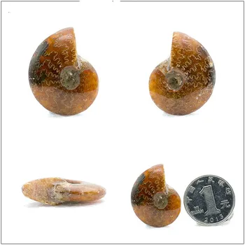 Irizat Naturale Amonit Ammolite Aspect Fosili Specimen Madagascar Semnificative de Colectie Gem Stone -1 buc