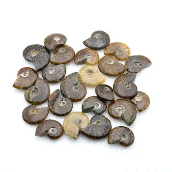 Irizat Naturale Amonit Ammolite Aspect Fosili Specimen Madagascar Semnificative de Colectie Gem Stone -1 buc