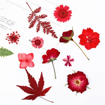 Roșii Uscate Natural Real Sortiment De Flori Presate Frunze De Arțar Ierbar Foaie Decor Floral Ambarcațiuni De Rășină Rășină De Artă
