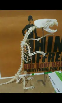 1buc Real nurca Craniu complet schelet animal specimen