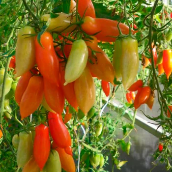 Seminte de tomate, rosii legenda Tarasenko pentru plantare. Proaspete de Recoltare, certificate de soi. Cele mai bune legume pentru tine
