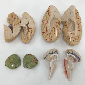 Corpul Uman Creierul Model Demontat Anatomice Modelul Creierului Uman Anatomie Instrument de Predare