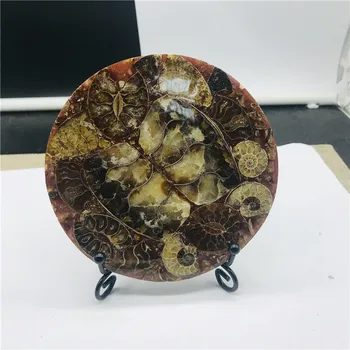 12cm Amonit Fosil Felie Placa de Natura Shell o compassl MADAGASCAR FOSILI SPECIMEN de VINDECARE decor